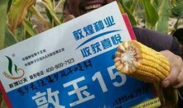 敦煌种业最新爆料新闻