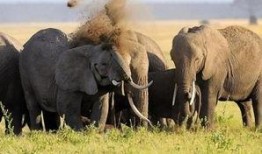 河南大象新闻一线爆料是真的吗,河南大象新闻一线爆料真实性存疑