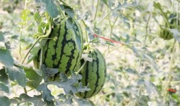 网红怎么快速吃瓜,揭秘网络热点背后的真相