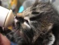 小猫吃鸡爆料视频下载,揭秘萌宠与游戏的趣味互动瞬间