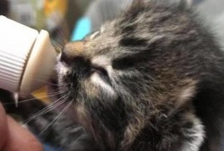 小猫吃鸡爆料视频下载,揭秘萌宠与游戏的趣味互动瞬间