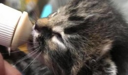 小猫吃鸡爆料视频下载,揭秘萌宠与游戏的趣味互动瞬间