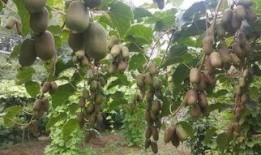 猕猴桃爆料新闻最新消息