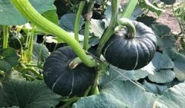 吃瓜香的网红有哪些,盘点吃瓜界的网红达人