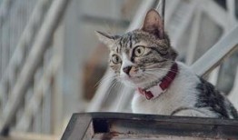 小猫吃鸡爆料视频下载,揭秘萌宠与游戏的趣味互动瞬间