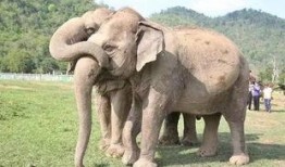 河南大象新闻一线爆料是真的吗,河南大象新闻一线爆料真实性存疑