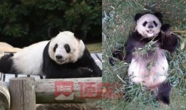 青春知情人爆料熊猫堂视频