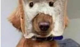 面包狗松松最新爆料,娱乐圈幕后真相大曝光！