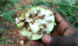 大漠瓜客免费吃瓜,免费吃瓜的奇幻之旅