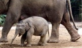 河南大象新闻一线爆料是真的吗,河南大象新闻一线爆料真实性存疑