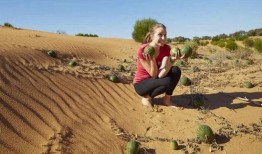 大漠瓜客免费吃瓜,免费吃瓜的奇幻之旅