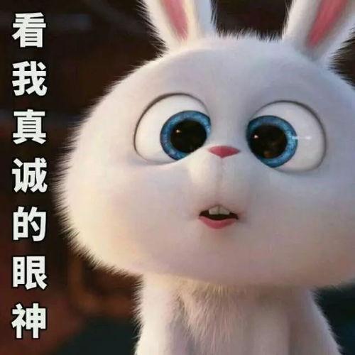 娱乐吃瓜酱 兔 圆 圆